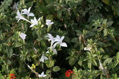 Barleria cristata var. dichotoma